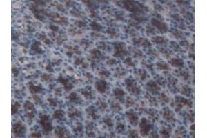 IHC-P analysis of Rat Stomach Tissue, with DAB staining. (AGT Antikörper)
