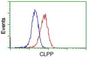 Image no. 3 for anti-ClpP Caseinolytic Peptidase, ATP-Dependent, Proteolytic Subunit Homolog (E. Coli) (CLPP) antibody (ABIN1497536)