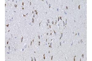 Immunohistochemistry of paraffin-embedded mouse brain using NGF antibody (ABIN6293296) at dilution of 1:75 (40x lens). (Nerve Growth Factor Antikörper)