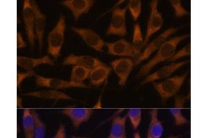 Immunofluorescence analysis of L929 cells using IGF2BP3 Polyclonal Antibody at dilution of 1:100. (IGF2BP3 Antikörper)