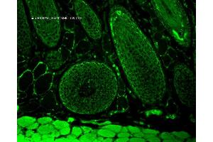 Immunohistochemistry analysis using Mouse Anti-FKBP52 Monoclonal Antibody, Clone Hi52C . (FKBP4 Antikörper  (Atto 390))