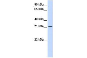 WB Suggested Anti-BCAS2 Antibody Titration:  0. (BCAS2 Antikörper  (Middle Region))