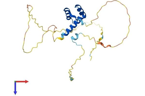 ISX Protein (AA 1-240) (His tag)