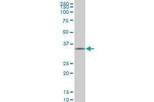 TAZ monoclonal antibody (M13), clone 1F11. (TAZ Antikörper  (AA 1-262))