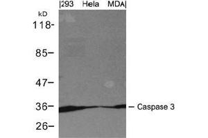 Western blot analysis of extracts from 293, Hela and MDA cells using Caspase 3. (Caspase 3 Antikörper  (AA 29-33))