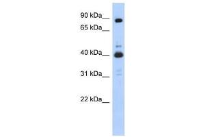 CDK9 antibody (70R-10466) used at 0. (CDK9 Antikörper  (N-Term))