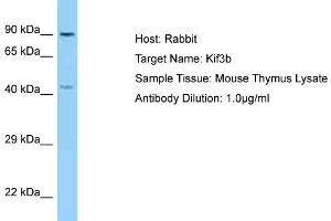 Host: Rabbit Target Name: Kif3b Sample Type: Mouse Thymus lysates Antibody Dilution: 1.