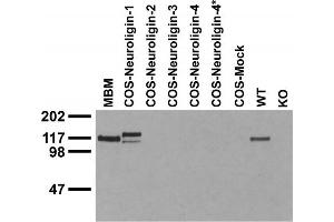 Immunoblot against crude membranes from adult mouse brain (MBM), extracts of COS cells transiently transfected with Neuroligin-1, -2, -3, -4 or -4* plasmid and extracts of brains from wild-type (WT) and Neuroligin-1 knockout (KO) mice probed with N97A/31 TC supe. (Neuroligin 1 Antikörper  (C-Term, Intracellular))
