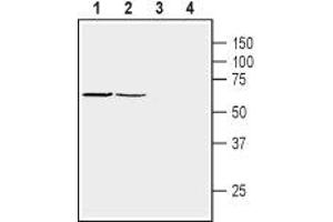 Western blot analysis of mouse (lanes 1 and 3) and rat (lanes 2 and 4) brain membranes: - 1,2.
