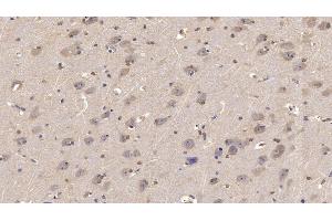 Detection of NRG4 in Human Cerebrum Tissue using Monoclonal Antibody to Neuregulin 4 (NRG4) (Neuregulin 4 Antikörper  (AA 1-62))