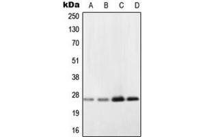 Western blot analysis of NDUFV2 expression in A431 (A), Ramos (B), HepG2 (C), NIH3T3 (D) whole cell lysates. (NDUFV2 Antikörper  (Center))