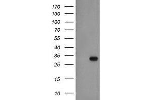 Western Blotting (WB) image for anti-Exosome Component 3 (EXOSC3) antibody (ABIN1498138) (EXOSC3 Antikörper)