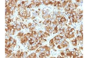Formalin-fixed, paraffin-embedded human adrenal gland stained with Chromogranin A antibody (CHGA/798)