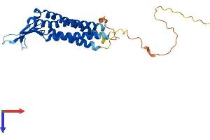 Claudin 12 Protein (CLDN12) (AA 1-244) (His tag)