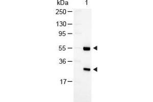 Image no. 1 for Rabbit anti-Goat IgG (Whole Molecule) antibody (Alkaline Phosphatase (AP)) (ABIN300301)