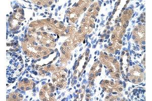 RAE1 antibody was used for immunohistochemistry at a concentration of 4-8 ug/ml to stain Epithelial cells of renal tubule (arrows) in Human Kidney. (RAE1 Antikörper)