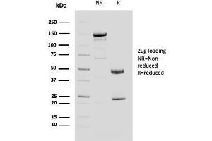 SDS-PAGE Analysis Purified MUC4 Mouse Monoclonal Antibody (MUC4/3084). (MUC4 Antikörper  (AA 1730-1864))