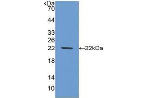 Western blot analysis of recombinant Mouse NOS1. (NOS1 Antikörper  (AA 53-247))
