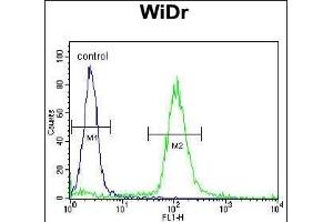 SFRS1 Antibody (C-term) (ABIN390841 and ABIN2841068) flow cytometric analysis of WiDr cells (right histogram) compared to a negative control cell (left histogram). (SRSF1 Antikörper  (C-Term))