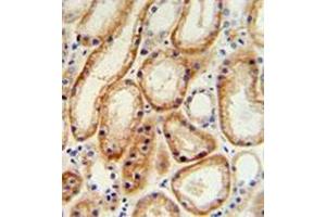 Immunohistochemistry analysis in formalin fixed and paraffin embedded human normal lung tissue reacted with GALNT5 Antibody (N-term) followed by peroxidase conjugation of the secondary antibody and DAB staining. (GALNT5 Antikörper  (N-Term))
