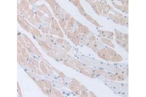 IHC-P analysis of Mouse Tissue, with DAB staining. (BMP5 Antikörper  (AA 315-452))