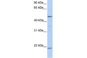 Cytokeratin 10 antibody used at 1 ug/ml to detect target protein. (Keratin 10 Antikörper)