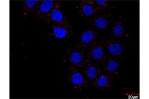 Proximity Ligation Assay (PLA) image for HDAC2 & STAT3 Protein Protein Interaction Antibody Pair (ABIN1340361)