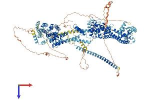 DIAPH3 Protein (AA 1-1171) (His tag)