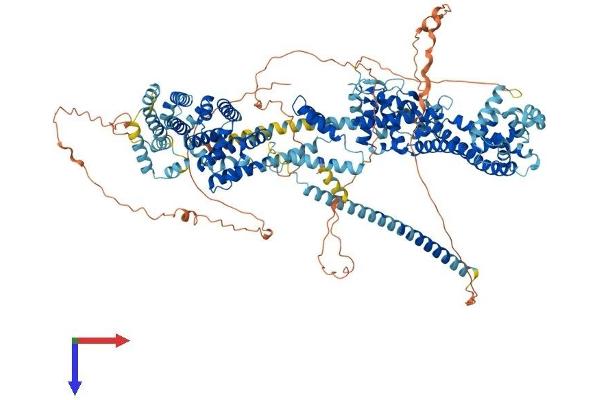 DIAPH3 Protein (AA 1-1171) (His tag)