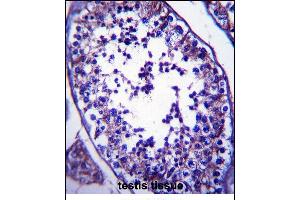 SLC27A3 Antibody (N-term) (ABIN657380 and ABIN2846425) immunohistochemistry analysis in formalin fixed and paraffin embedded human testis tissue followed by peroxidase conjugation of the secondary antibody and DAB staining. (SLC27A3 Antikörper  (N-Term))