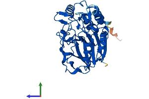 Protein Structure (PS) image for metallophosphoesterase Domain Containing 2 (MPPED2) (AA 1-294) protein (His tag) (ABIN7560789)