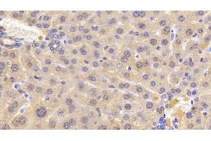 Immunohistochemistry (IHC) image for anti-Diazepam Binding Inhibitor (DBI) (AA 2-87) antibody (ABIN7435565)