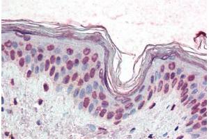 Human Skin (formalin-fixed, paraffin-embedded) stained with XBP1 antibody ABIN396972 at 10 ug/ml followed by biotinylated anti-mouse IgG secondary antibody ABIN481714, alkaline phosphatase-streptavidin and chromogen. (XBP1 Antikörper  (AA 2-160))