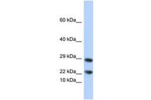 Image no. 1 for anti-Lipocalin 8 (LCN8) (N-Term) antibody (ABIN6744278)