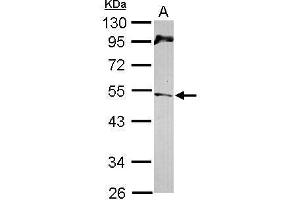 WB Image Sample (30 ug of whole cell lysate) A: NT2D1 10% SDS PAGE antibody diluted at 1:1000