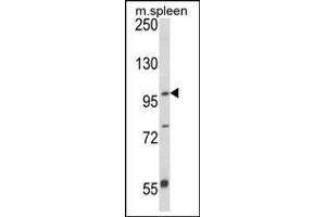 Western blot analysis of AP21362PU-N ANO5 Antibody (C-term) in Mouse spleen tissue lysates (35 µg/lane). (Anoctamin 5 Antikörper  (C-Term))