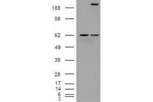 Image no. 2 for anti-Notch 1 (NOTCH1) (AA 2300-2556) antibody (ABIN1491241) (Notch1 Antikörper  (AA 2300-2556))