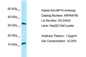 Western Blotting (WB) image for anti-Basic Charge, Y-Linked, 2 (BPY2) (C-Term) antibody (ABIN2789953)