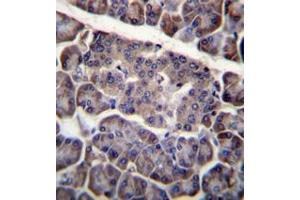 Immunohistochemistry analysis in formalin fixed and paraffin embedded human pancreas tissue reacted with CD273 / PDL2 Antibody (N-term) followed by peroxidase conjugation of the secondary antibody and DAB staining. (PDCD1LG2 Antikörper  (N-Term))
