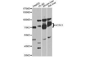 Western blot analysis of extracts of various cell lines, using ACSL5 antibody (ABIN1870777) at 1:1000 dilution.