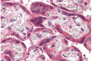 Anti-MLEC antibody  ABIN1049062 IHC staining of human placenta. (Malectin Antikörper  (Internal Region))