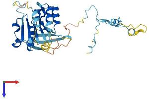 Retinoic Acid Induced 12 (RAI12) (AA 1-300) protein (His tag)