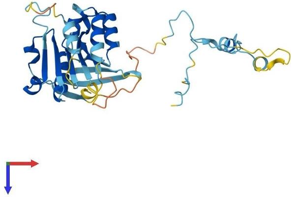 Retinoic Acid Induced 12 (RAI12) (AA 1-300) protein (His tag)
