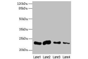 Western blot All lanes: CLEC3A antibody at 0. (CLEC3A Antikörper  (AA 23-197))