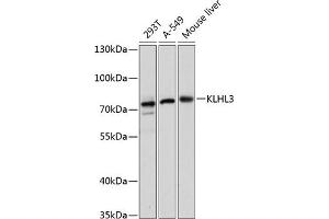 Western blot analysis of extracts of various cell lines, using KLHL3 antibody (ABIN6131858, ABIN6142937, ABIN6142938 and ABIN6217882) at 1:3000 dilution. (KLHL3 Antikörper  (AA 1-110))
