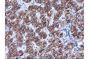 Immunohistochemical staining of paraffin-embedded Human liver tissue using anti-CYP2C9 mouse monoclonal antibody.