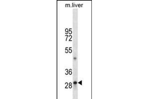 TPSAB1 Antibody (C-term) (ABIN656204 and ABIN2850492) western blot analysis in mouse liver tissue lysates (35 μg/lane). (TPSAB1 Antikörper  (C-Term))