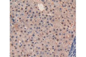 Figure. (Caspase 3 Antikörper  (AA 29-175))