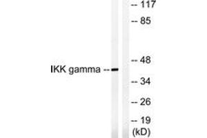 Western blot analysis of extracts from HepG2 cells, treated with Anisomycin 0. (IKBKG Antikörper  (AA 51-100))