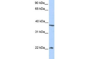 Western Blotting (WB) image for anti-NEK7 (NEK7) antibody (ABIN2459252) (NEK7 Antikörper)